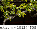 柿子yaka 101244508