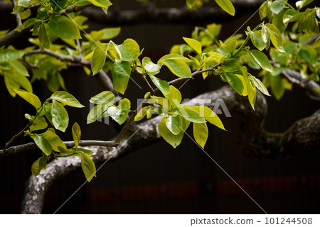 柿子yaka 柿子yaka 101244508