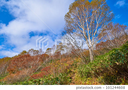 群馬縣水上町 平尾山附近西側山路上的秋葉 群馬縣水上町 平尾山附近西側山路上的秋葉 101244608