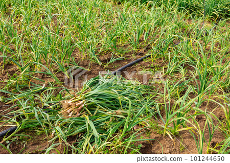 Freshly picked young garlic on farm field 101244650