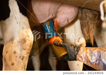 Hand of farmer holding bottle with iodine on udder of cow before milking 101244656