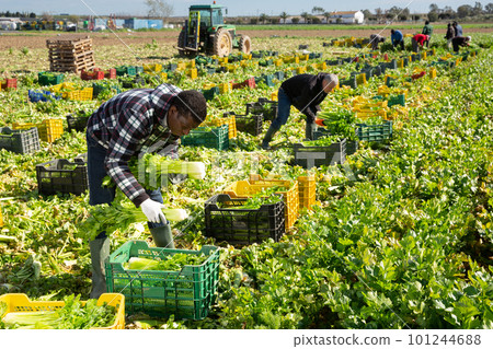 Group of men gardeners picking harvest of fresh celery to crates 101244688