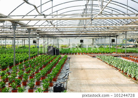 Interior of modern industrial greenhouse with potted green plants Interior of modern industrial greenhouse with potted green plants 101244728