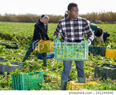 Men professional gardeners during harvesting of celery 101244846