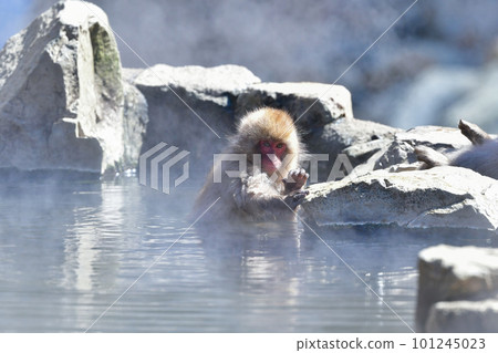 Monkeys relaxing in hot water at Jigokudani Onsen 101245023