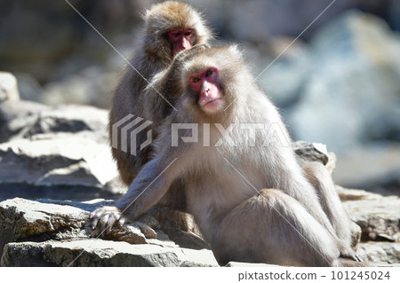 Monkeys relaxing in hot water at Jigokudani Onsen Monkeys relaxing in hot water at Jigokudani Onsen 101245024