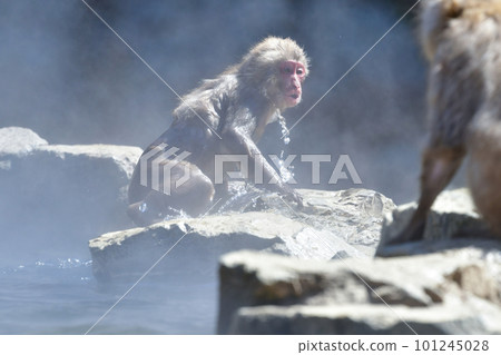 Monkeys relaxing in hot water at Jigokudani Onsen Monkeys relaxing in hot water at Jigokudani Onsen 101245028