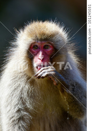 猴子在地獄谷溫泉的熱水中放鬆 猴子在地獄谷溫泉的熱水中放鬆 101245031