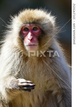 猴子在地獄谷溫泉的熱水中放鬆 101245032