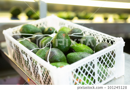 Plastic box with selected ripe Hass avocados near sorting conveyor 101245128