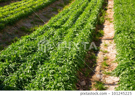 Arugula on plantation 101245225