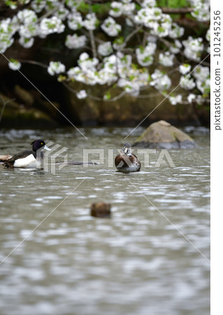 Cherry blossoms in full bloom in early spring and the rare waterfowl Kubiwa Kinkuro Cherry blossoms in full bloom in early spring and the rare waterfowl Kubiwa Kinkuro 101245256