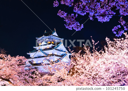 Osaka castle tower and cherry blossom light up Osaka castle tower and cherry blossom light up 101245750