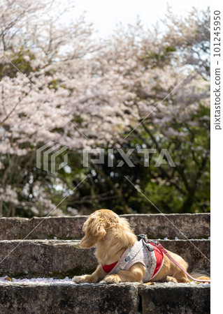 Kaninhendachs sitting under the cherry tree 101245950