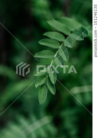 Green vicia leaf on a green natural background. Green vicia leaf on a green natural background. 101246138