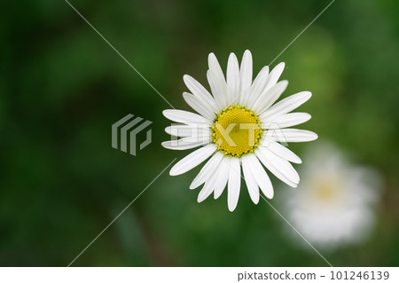 Chamomile flower on a natural green background. Chamomile flower on a natural green background. 101246139