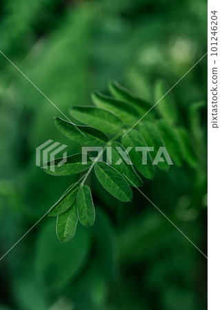 Green vicia leaf on a green natural background. Green vicia leaf on a green natural background. 101246204