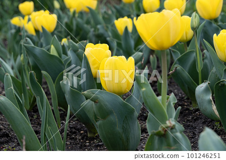 Tulip 101246251