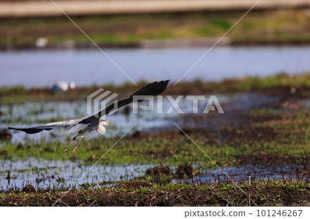 A blue heron flying to find food in the paddy field 101246267