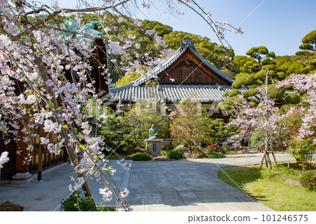 The garden of Sumadera in Kobe, where the cherry blossoms are in full bloom 101246575