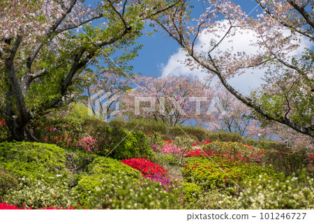 A rare spring landscape where cherry blossoms and azaleas bloom in spring at the same time 101246727