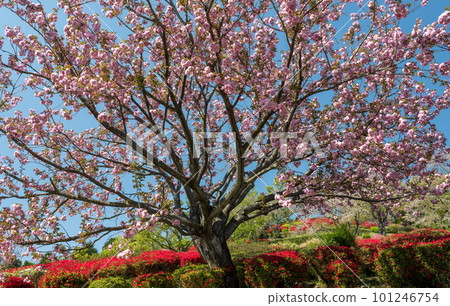 A rare spring landscape where cherry blossoms and azaleas bloom in spring at the same time 101246754