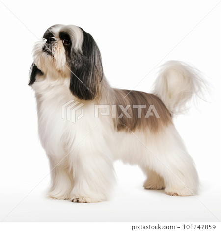 西施狗側身全身圖 101247059