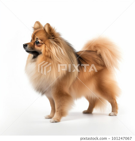 Sideways full body illustration of a Pomeranian dog Sideways full body illustration of a Pomeranian dog 101247067