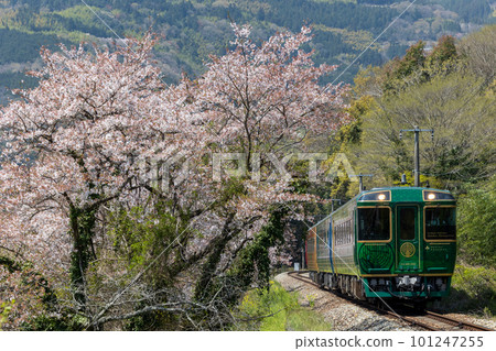 A sightseeing train that runs through the mountains where cherry blossoms are in bloom 101247255
