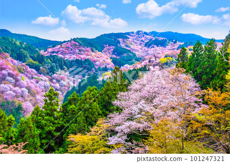 Cherry blossoms on Mt. Yoshino with a superb view Cherry blossoms on Mt. Yoshino with a superb view 101247321