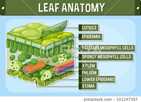 Internal structure of leaf diagram 101247397