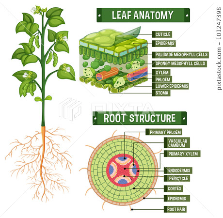 Internal structure of plant diagram Internal structure of plant diagram 101247398