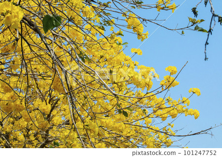黃花風鈴木,風鈴木,行道樹,台灣,イエロースズキ、カンパニュラ、街路樹、台湾、Wind Suzuki 黃花風鈴木,風鈴木,行道樹,台灣,イエロースズキ、カンパニュラ、街路樹、台湾、Wind Suzuki 101247752