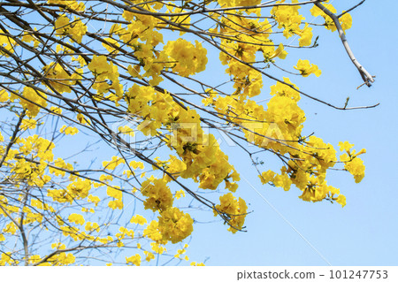 黃花風鈴木,風鈴木,行道樹,台灣,イエロースズキ、カンパニュラ、街路樹、台湾、Wind Suzuki 黃花風鈴木,風鈴木,行道樹,台灣,イエロースズキ、カンパニュラ、街路樹、台湾、Wind Suzuki 101247753