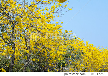 黃花風鈴木,風鈴木,行道樹,台灣,イエロースズキ、カンパニュラ、街路樹、台湾、Wind Suzuki 黃花風鈴木,風鈴木,行道樹,台灣,イエロースズキ、カンパニュラ、街路樹、台湾、Wind Suzuki 101247758