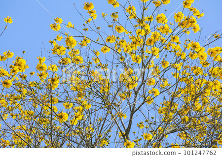 黃花風鈴木,風鈴木,行道樹,台灣,イエロースズキ、カンパニュラ、街路樹、台湾、Wind Suzuki 黃花風鈴木,風鈴木,行道樹,台灣,イエロースズキ、カンパニュラ、街路樹、台湾、Wind Suzuki 101247762