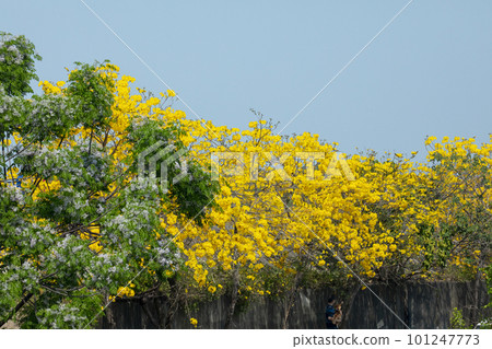黃花風鈴木,風鈴木,行道樹,台灣,イエロースズキ、カンパニュラ、街路樹、台湾、Wind Suzuki 黃花風鈴木,風鈴木,行道樹,台灣,イエロースズキ、カンパニュラ、街路樹、台湾、Wind Suzuki 101247773