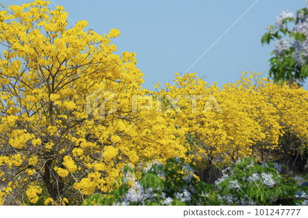 黃花風鈴木，風鈴木，行道樹，台灣，イエロースズキ、カンパニュラ、街路樹、台湾、Wind Suzuki 101247777