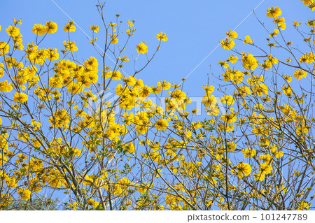 Yellow Suzuki, Wind Suzuki, Street Tree, Taiwan, イエロースズキ, カンパニュラ, Street Tree, Taiwan, Wind Suzuki 101247789