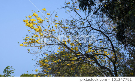 黃花風鈴木,風鈴木,行道樹,台灣,イエロースズキ、カンパニュラ、街路樹、台湾、Wind Suzuki 黃花風鈴木,風鈴木,行道樹,台灣,イエロースズキ、カンパニュラ、街路樹、台湾、Wind Suzuki 101247791