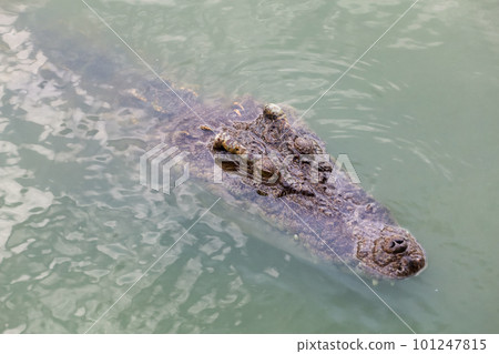 Close up big head crocodile is show head in river Close up big head crocodile is show head in river 101247815