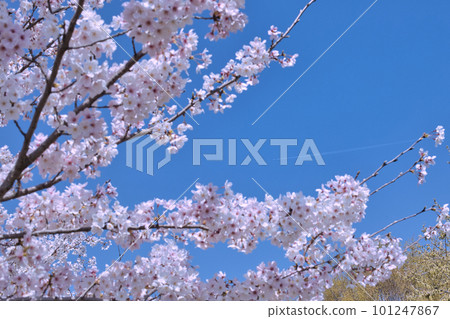 Blue sky and cherry blossoms and airplane clouds 101247867