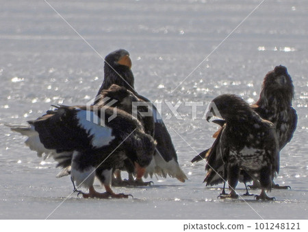 A flock of Steller's sea eagles foraging on the frozen surface of Lake Utonai 101248121