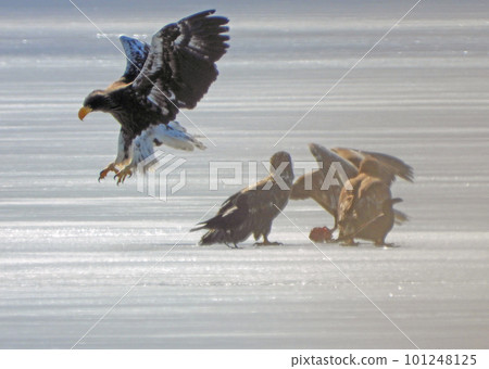 Steller's sea eagle landing on the frozen surface of Lake Utonai 101248125