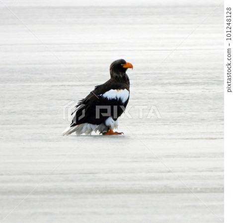 A Steller's sea eagle hunting for prey on the frozen surface of Lake Utonai 101248128