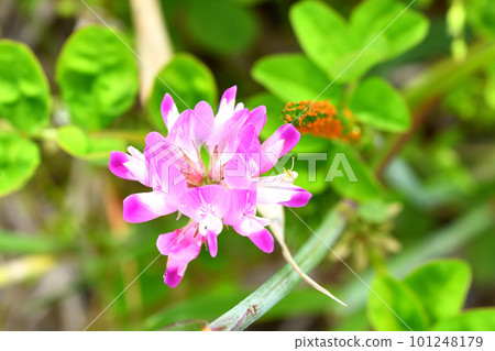 Renge Renge 101248179