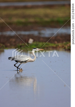 Gray heron foraging on the tidal flats 101248444