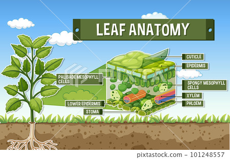 Internal structure of leaf diagram 101248557