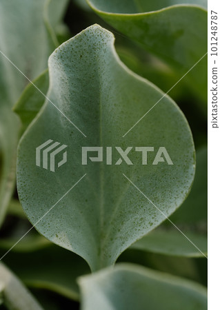 Background of a wild green plant leaf. 101248787