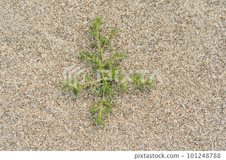 Kali turgidum on the sand of the Far Eastern beach. Kali turgidum on the sand of the Far Eastern beach. 101248788